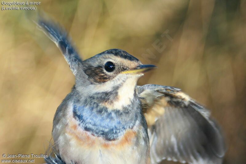 Bluethroat