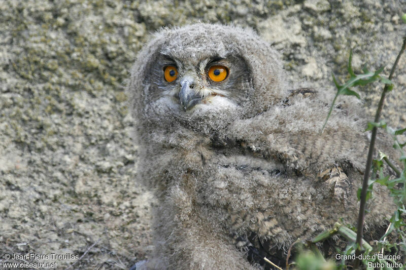 Eurasian Eagle-Owljuvenile