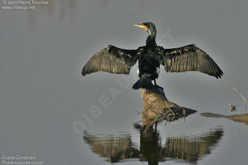 Great Cormorant