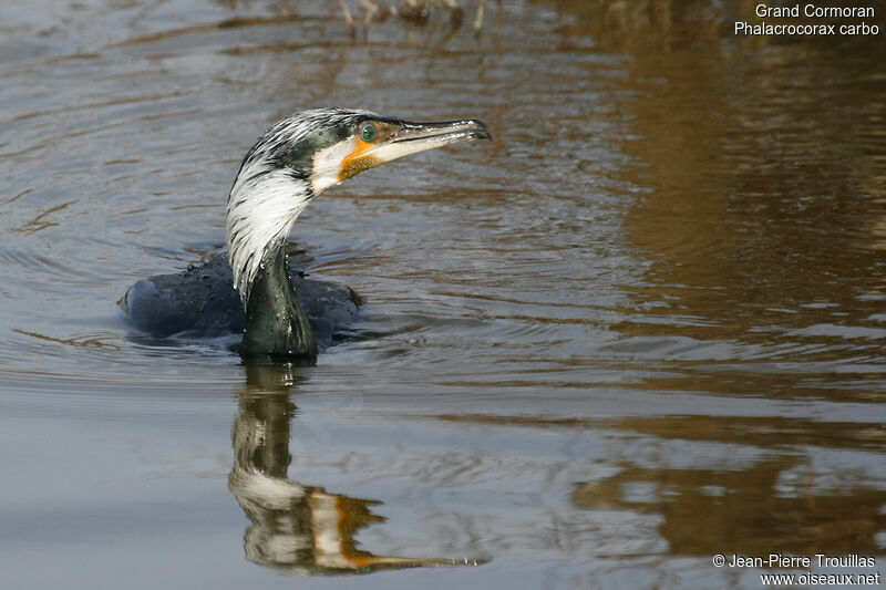 Great Cormorant