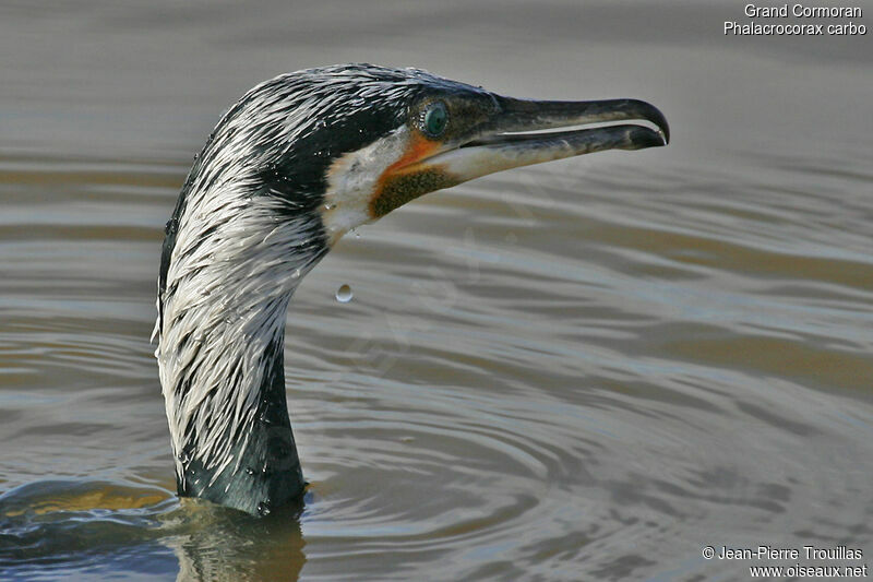 Great Cormorant