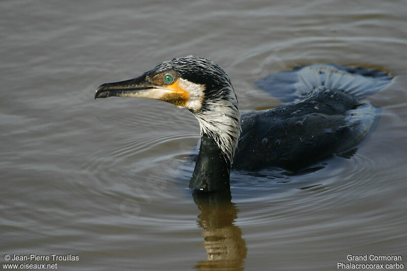 Great Cormorant