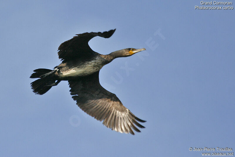 Great Cormorant