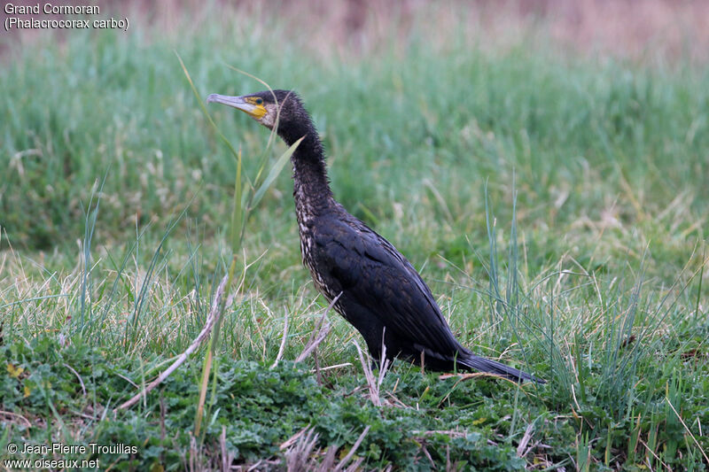 Great Cormorant