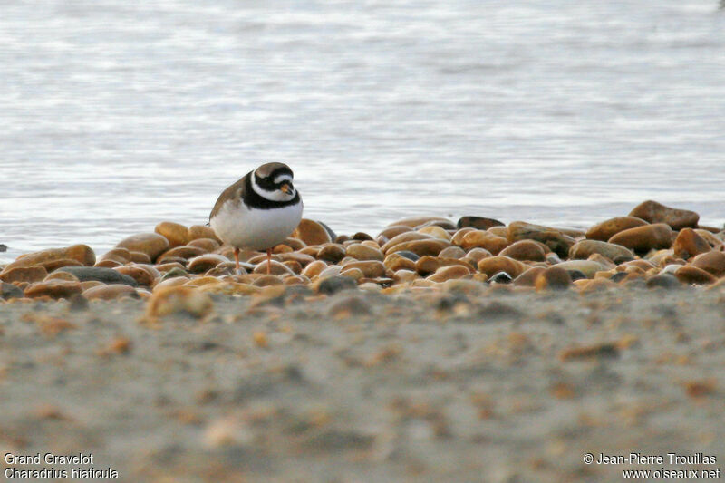 Common Ringed Plover