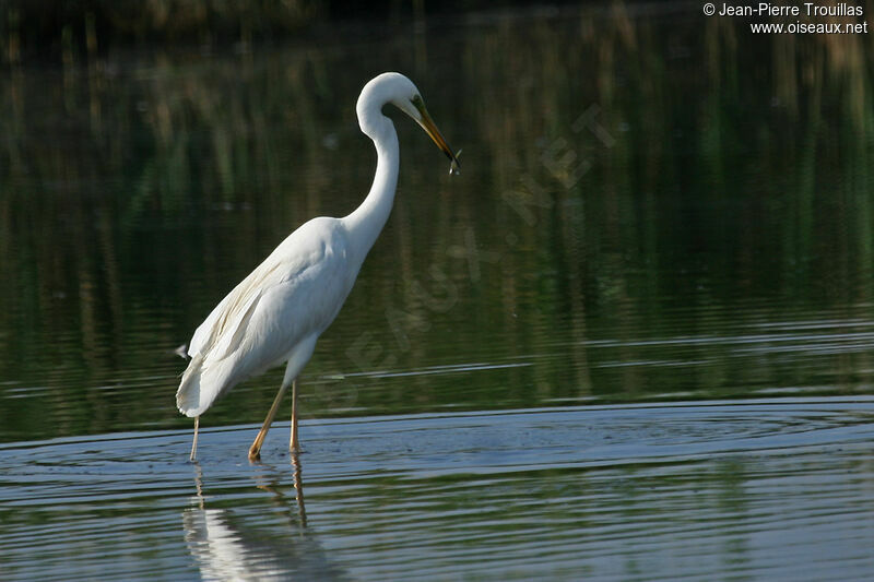 Great Egretadult