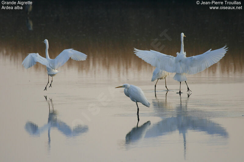 Grande Aigrette