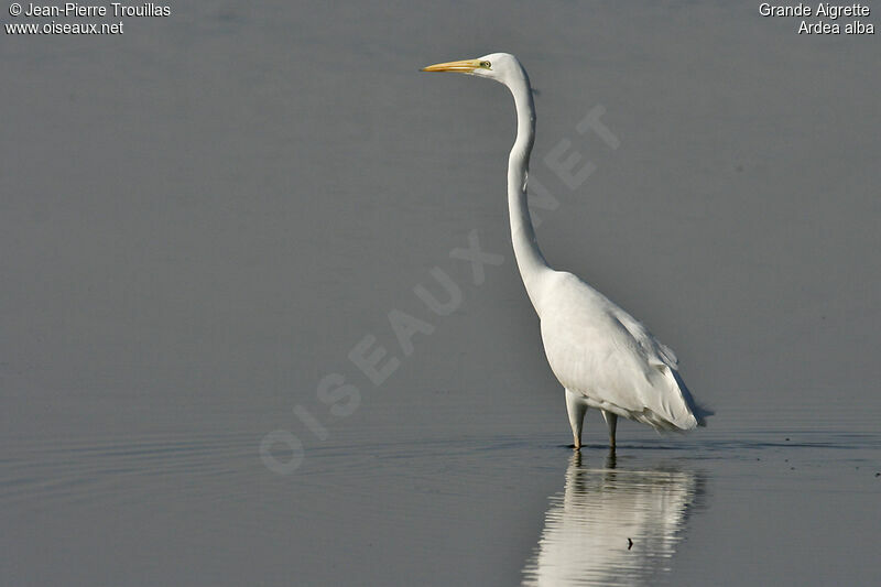 Grande Aigrette