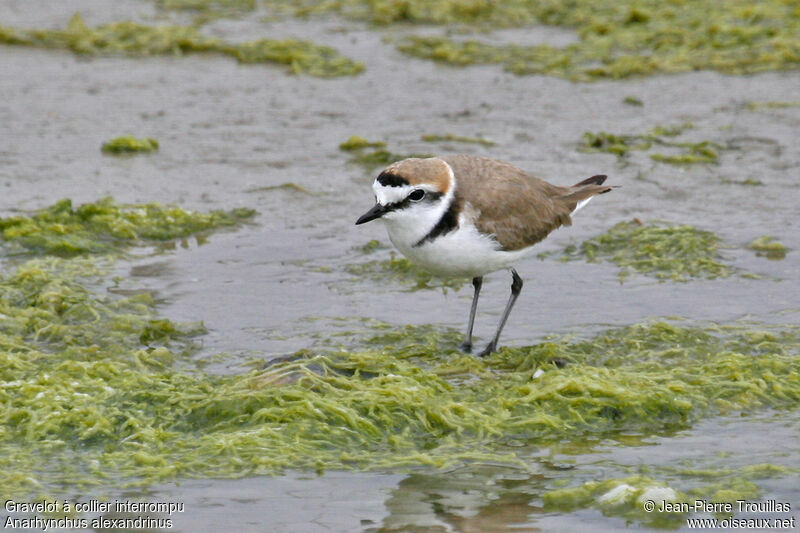 Kentish Plover