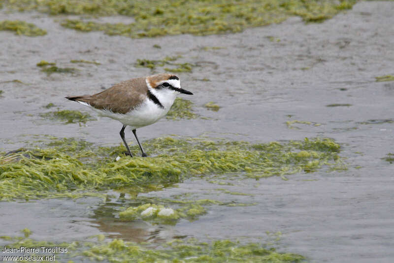 Kentish Plover male, habitat