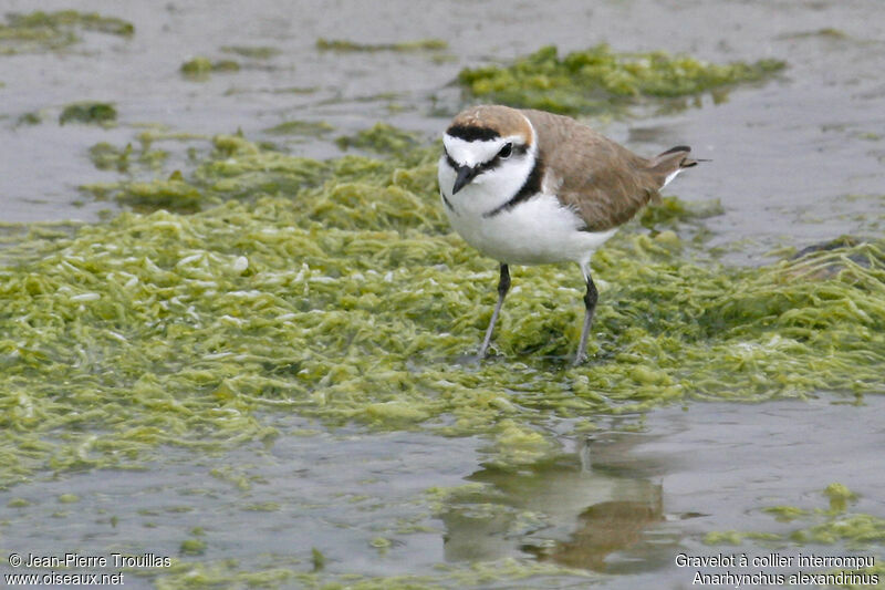 Kentish Plover