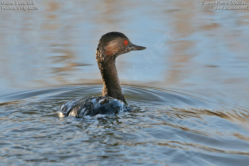 Black-necked Grebe