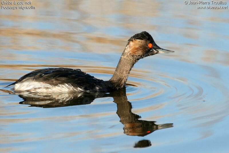 Black-necked Grebe