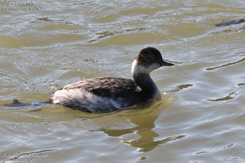 Black-necked Grebe