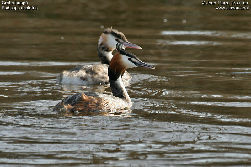 Great Crested Grebe