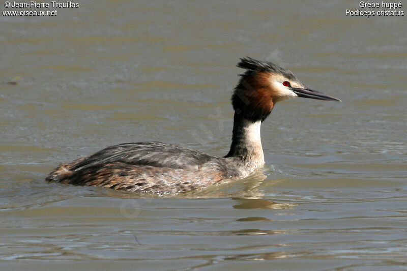 Great Crested Grebeadult