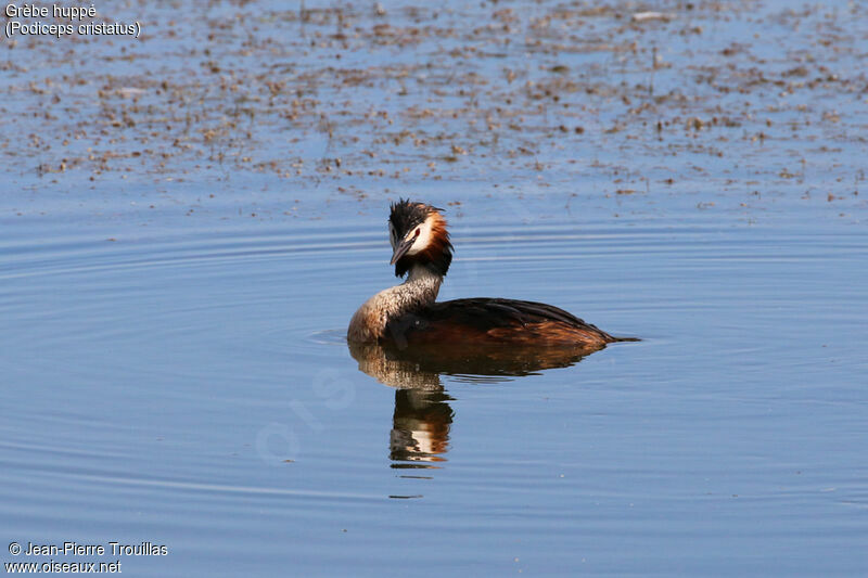 Great Crested Grebe