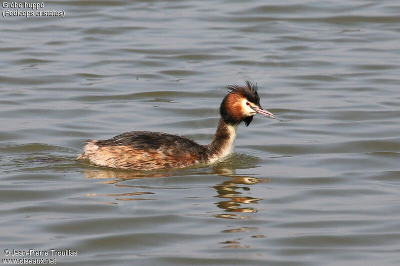 Great Crested Grebe