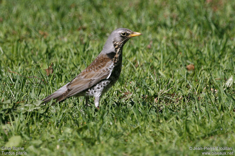 Fieldfare