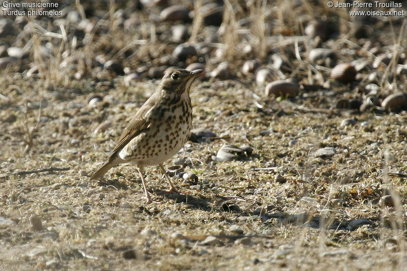 Song Thrush