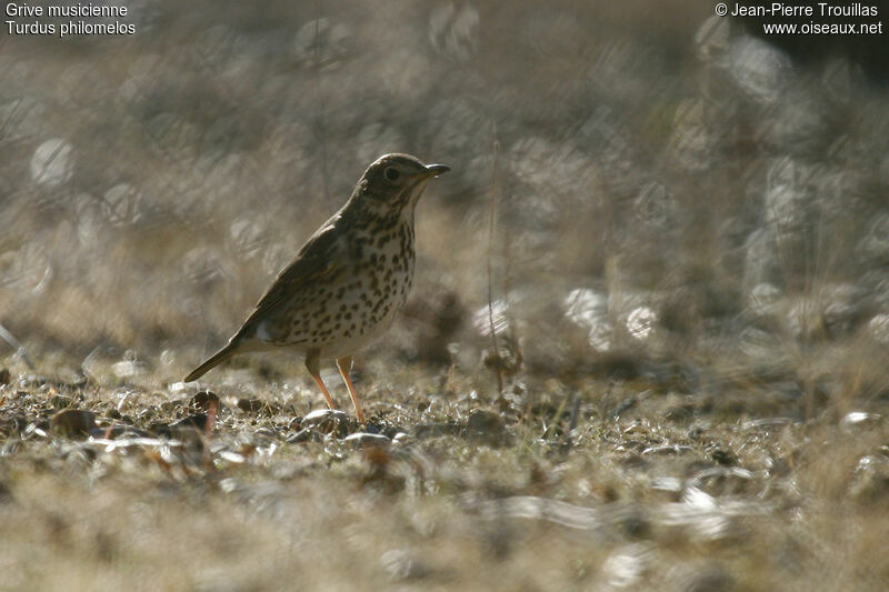 Song Thrush