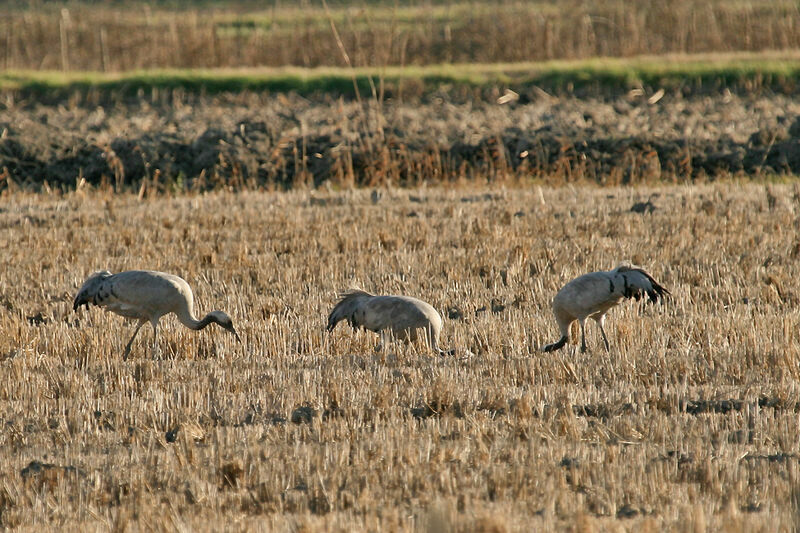 Common Crane