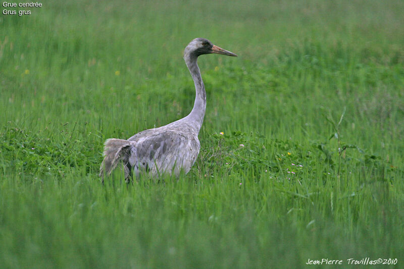 Grue cendréeimmature