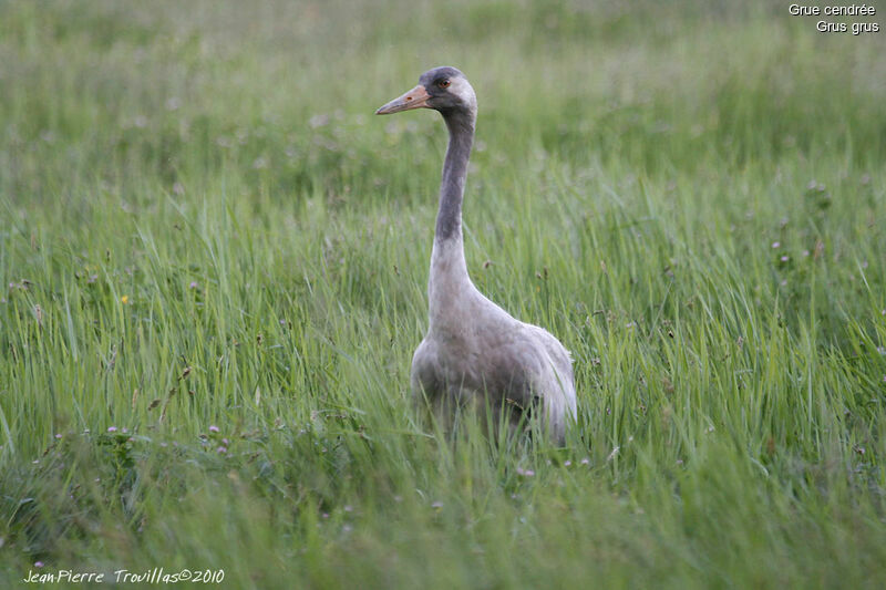 Common Craneimmature