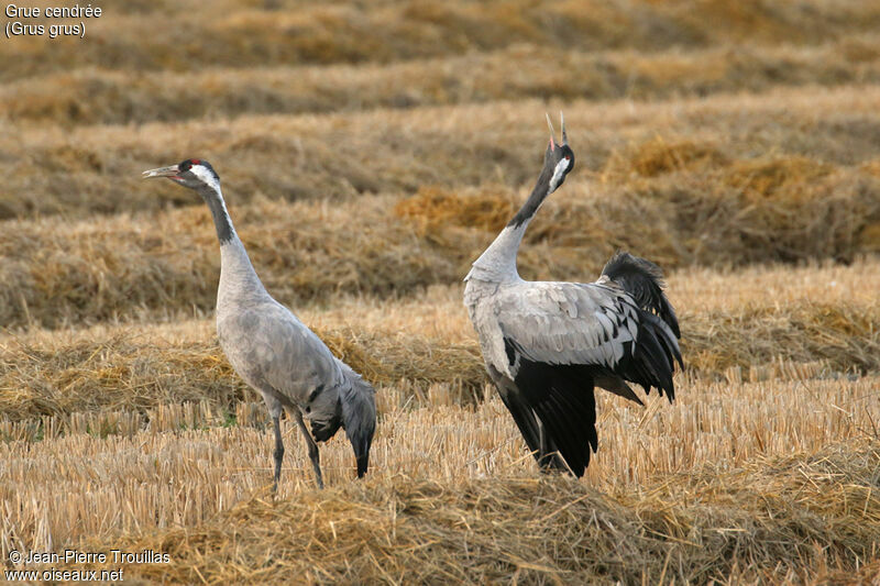 Common Crane