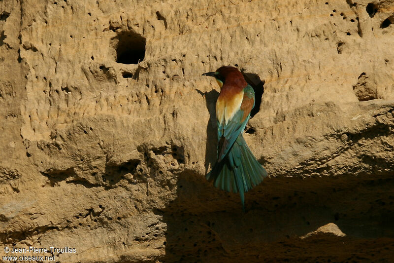 European Bee-eateradult