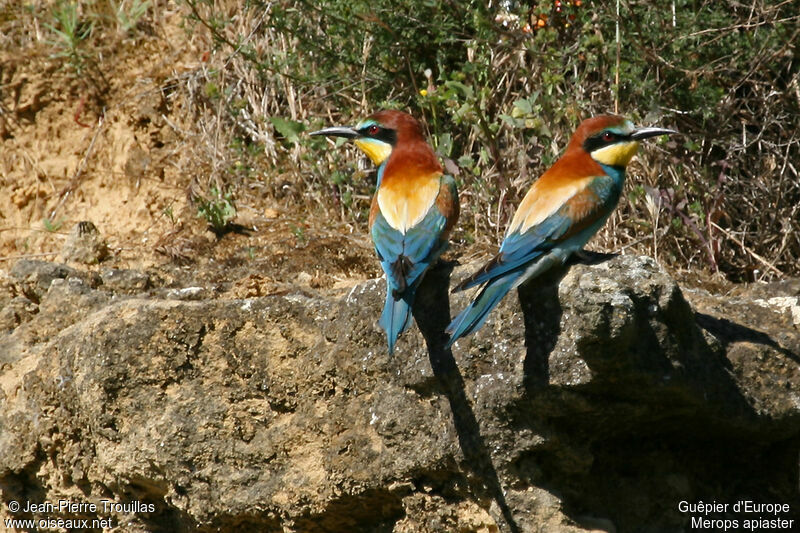 European Bee-eater