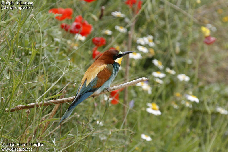 European Bee-eater