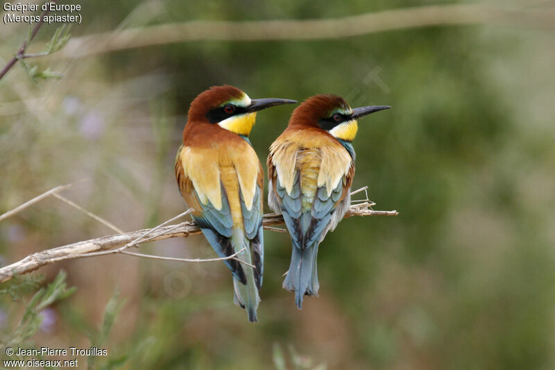 European Bee-eater