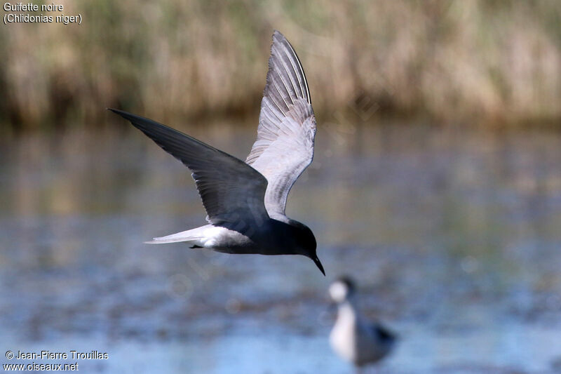 Black Tern