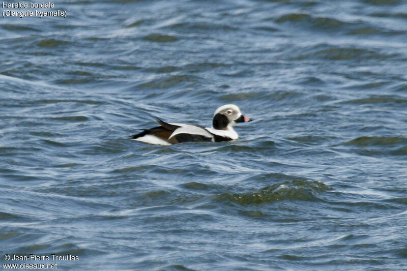 Long-tailed Duck