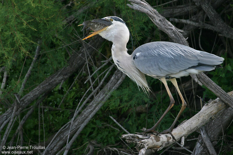 Grey Heronadult