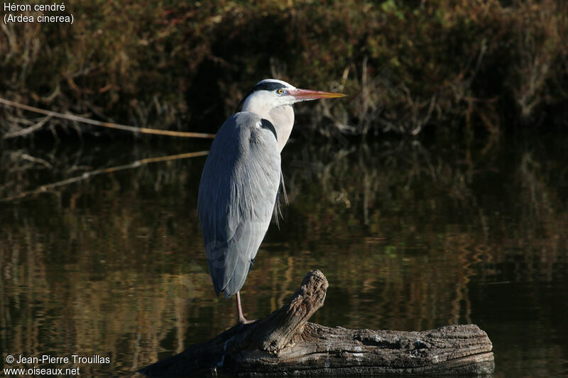 Grey Heron