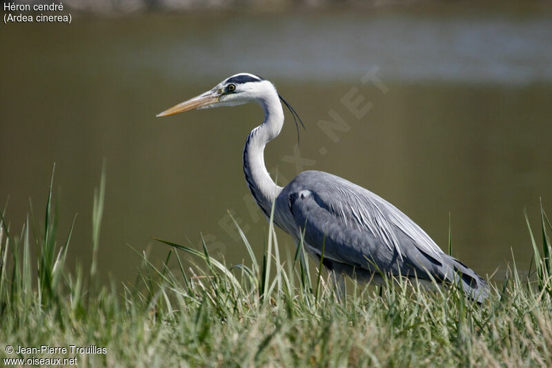 Grey Heron