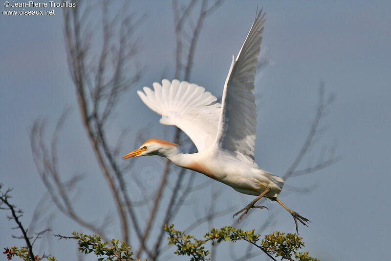 Western Cattle Egretadult