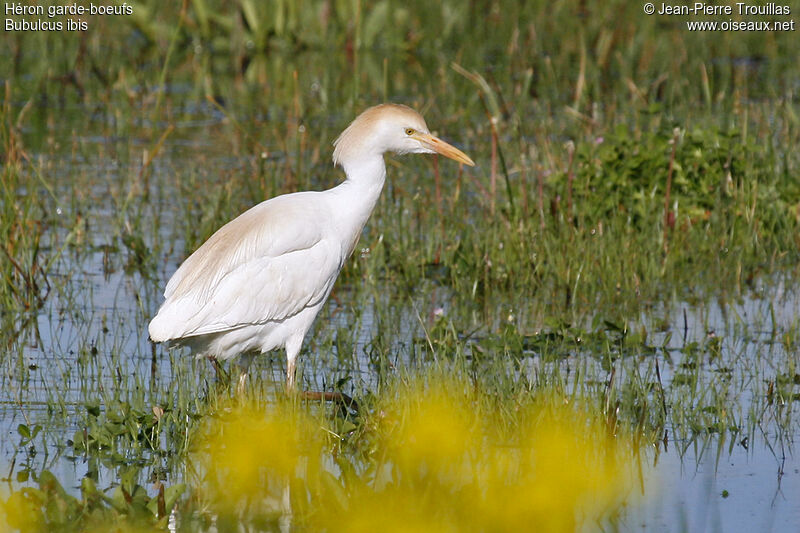 Western Cattle Egret