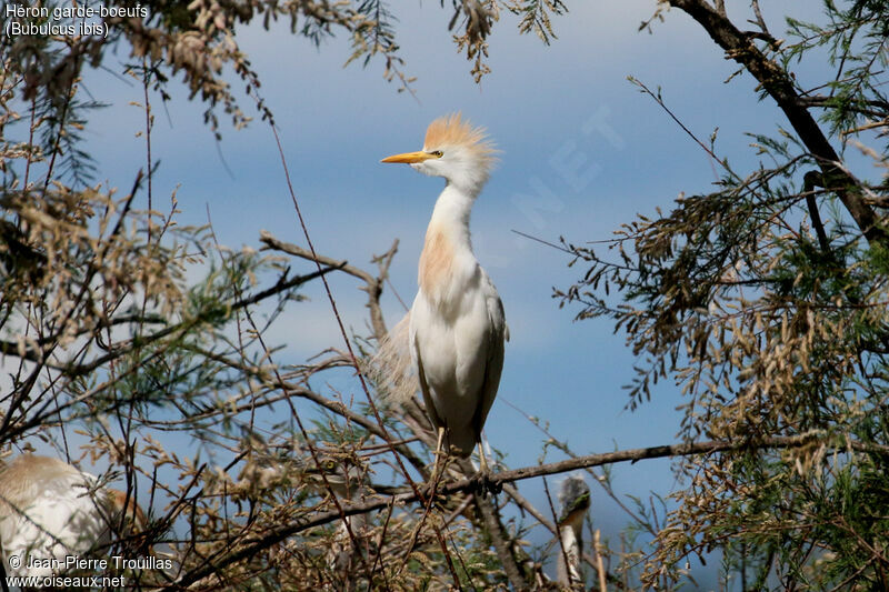 Western Cattle Egret