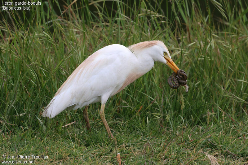 Western Cattle Egret