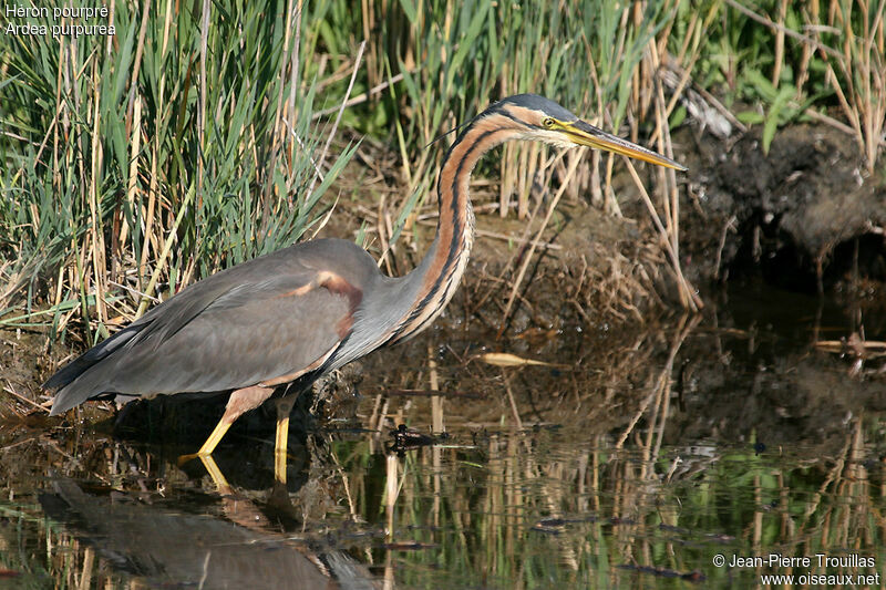 Purple Heron