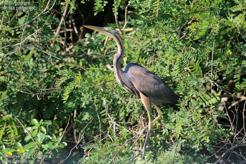 Purple Heron