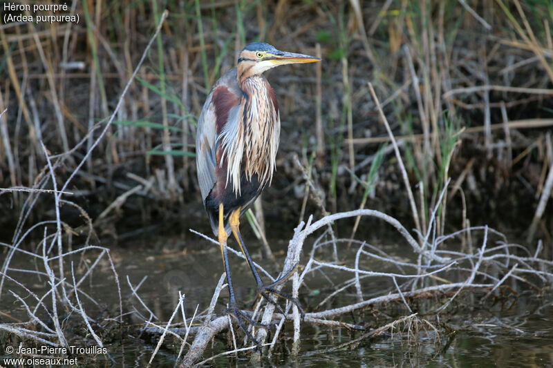 Purple Heron