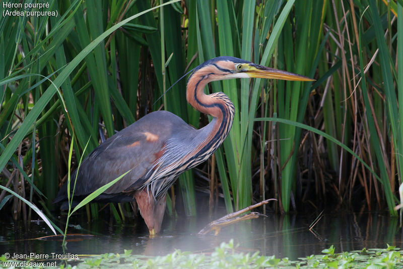 Purple Heron