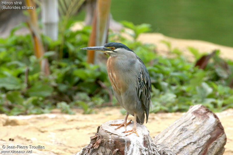 Striated Heron