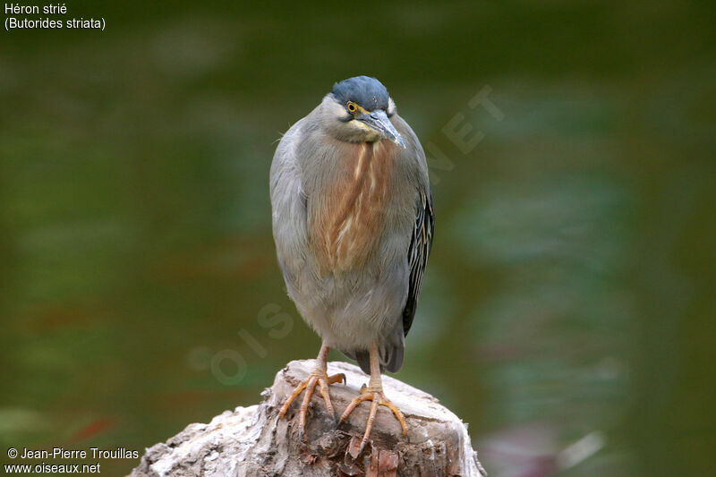 Striated Heron