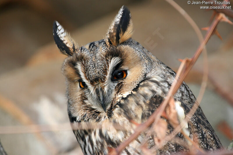 Long-eared Owladult