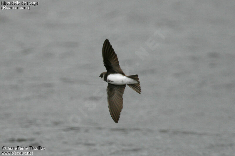 Sand Martin